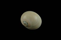 藏品(大玉螺)的圖片